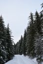 Snow Covered Pine Trees