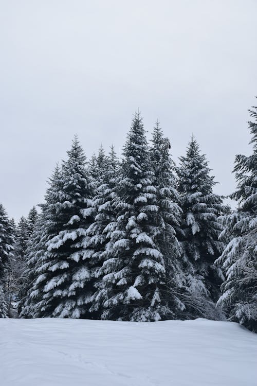 Snow Covered Pine Trees During Winter