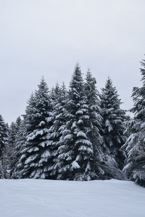 Free A serene snow-covered pine forest in Auvergne-Rhône-Alpes, capturing the essence of winter. Stock Photo