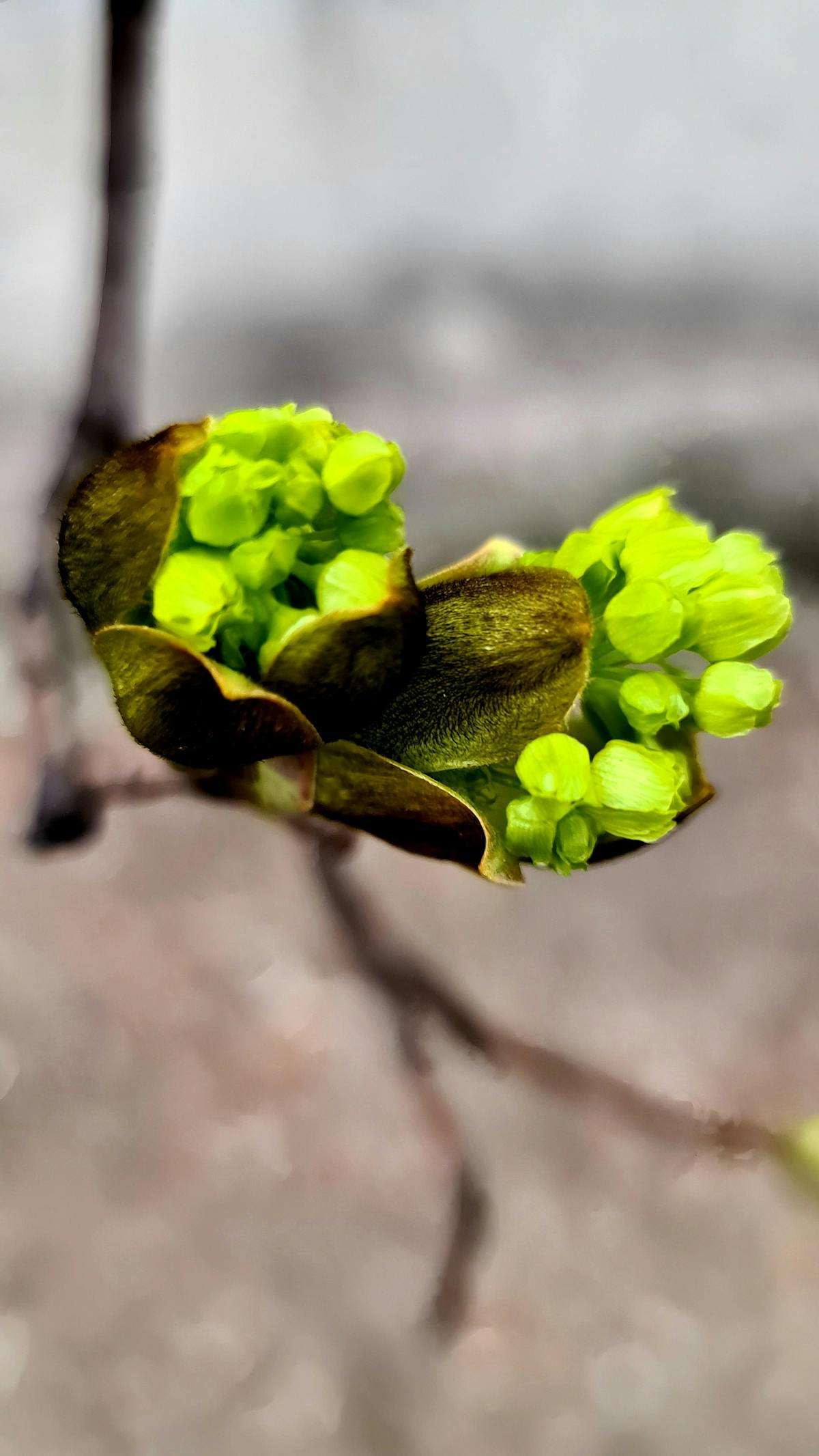 Modern living room TV wall with built-in style shelving and a dark accent panel behind the television