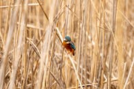 Bird Perched on Dry Reed Field