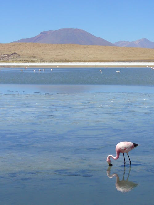 Fotos de stock gratuitas de agua, animal, aves