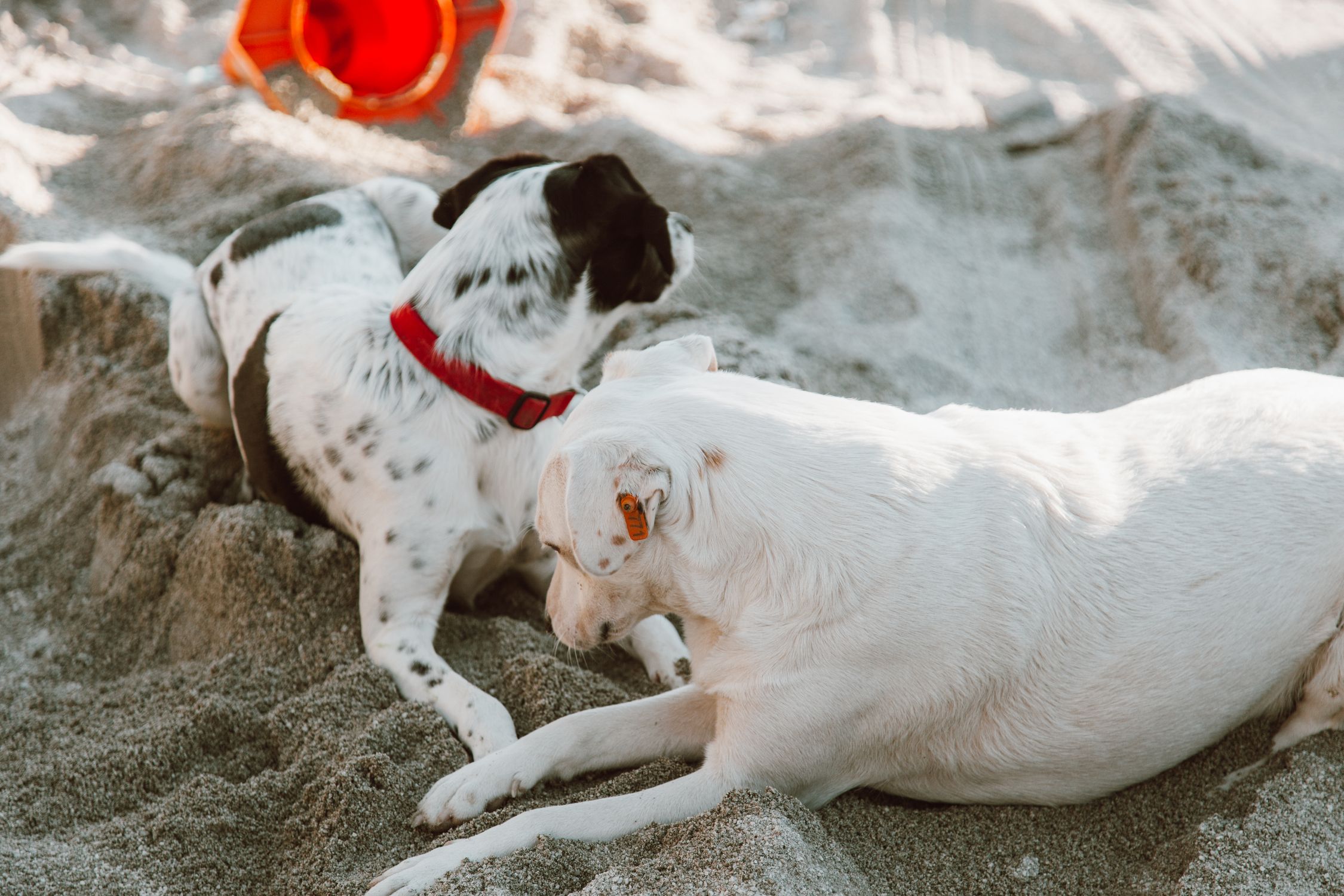 Two dogs enjoying a sunny day on the beach, lying in the sand.