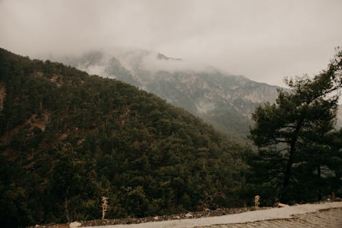 無料 ミスト, 山岳, 木の無料の写真素材 写真素材