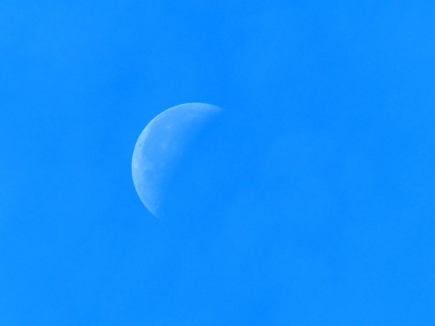 A crisp view of the half moon against a clear bright blue sky in daylight.