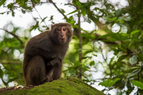 Miễn phí Ảnh lưu trữ miễn phí về con khỉ, con vật, động vật hoang dã Ảnh lưu trữ