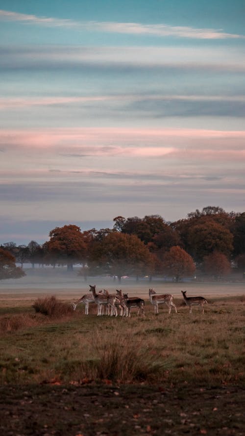 Herd of Deer on Green Grass Field