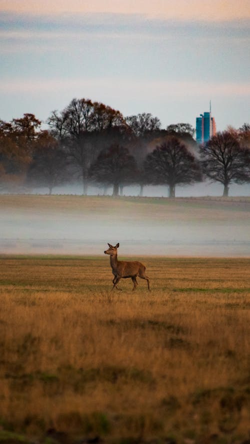 Deer Outside the City at Foggy Dawn 