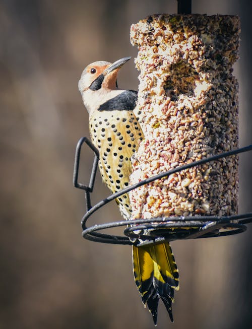 Colorful flicker with yellow plumage and black spots sitting on peanut feeder while eating in sunny forest on blurred background