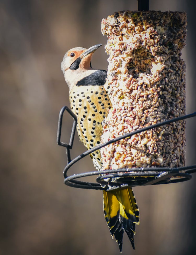 Northern Flicker Eating In Nature