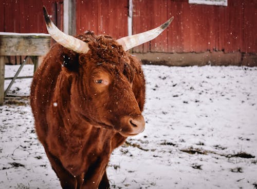 Free Big bull with brown fur and horns standing on snowy ground in paddock near fence in countryside on winter day Stock Photo