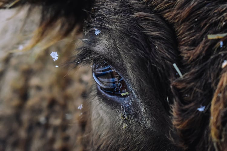 Head Of Cow With Brown Fur