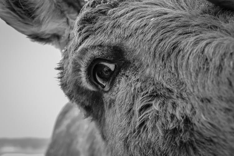 Highland Cattle Cow Looking At Camera