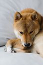 Peaceful purebred dog relaxing on comfortable bed
