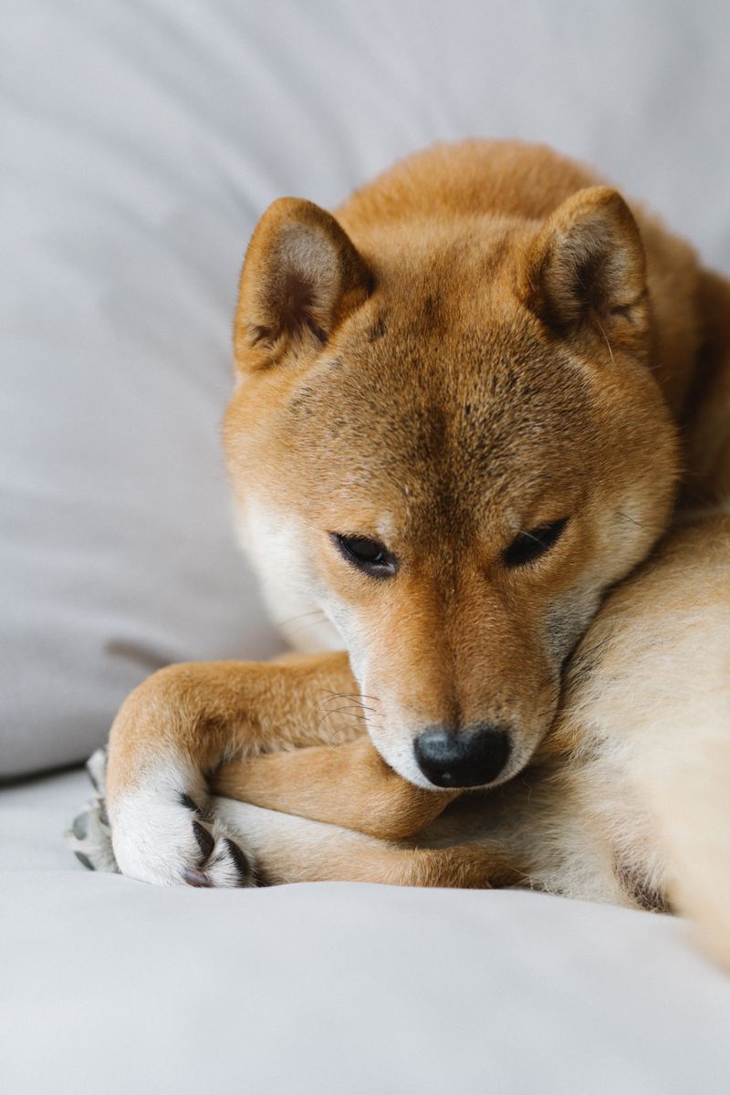 A shiba inu resting its head on a dog bed indoors