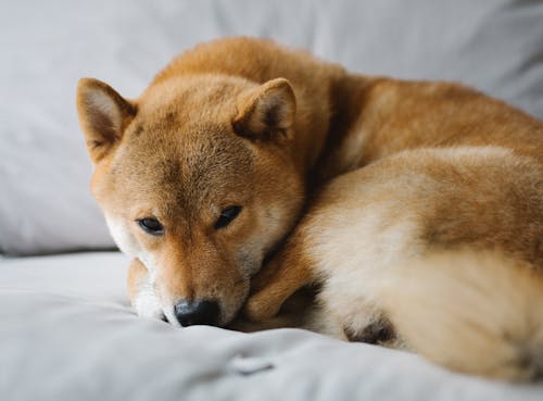 Free Brown and White Short Coated Dog Lying on Gray Textile Stock Photo