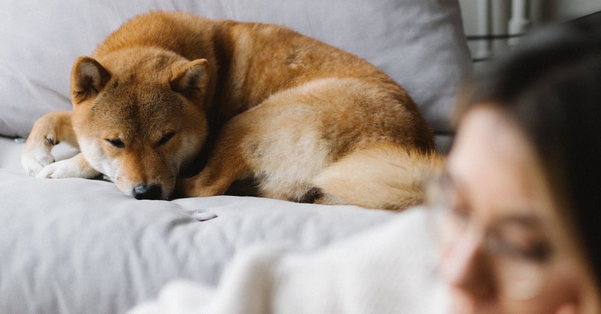 Cute Akita Inu dog lying on comfortable sofa