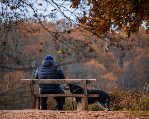 A Back View of a Person Sitting on a Wooden Bench at the Park Near the Dog