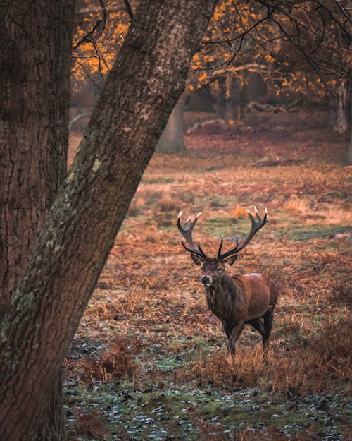 Brown Reindeer on Brown Grass Field