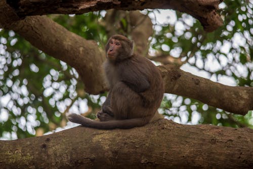 Monkey on Branch in Forest