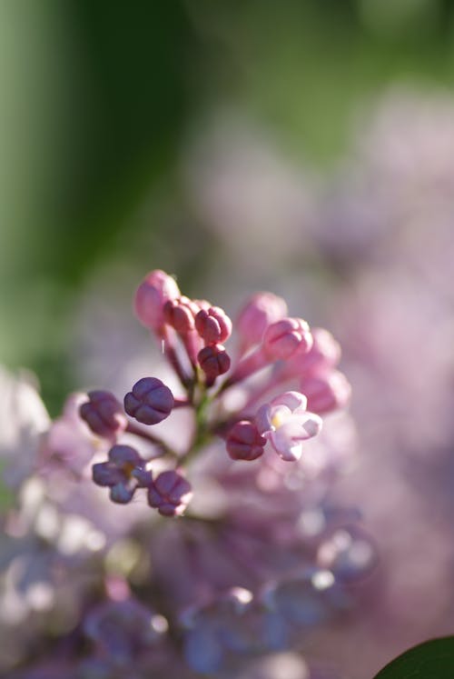 免费 粉色花的选择性焦点照片 素材图片