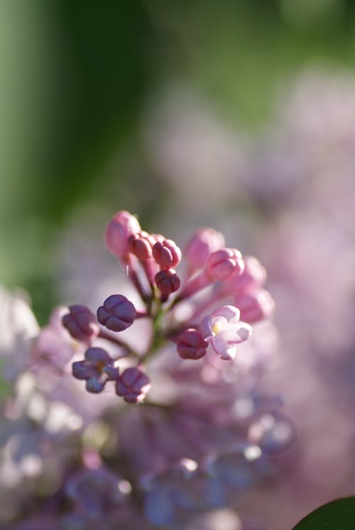 Selective Focus Zdjęcie Pink Flower