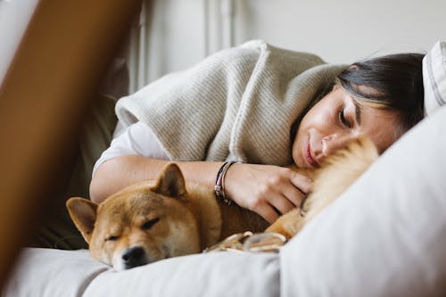 Free Young woman with purebred dog sleeping together on soft couch Stock Photo