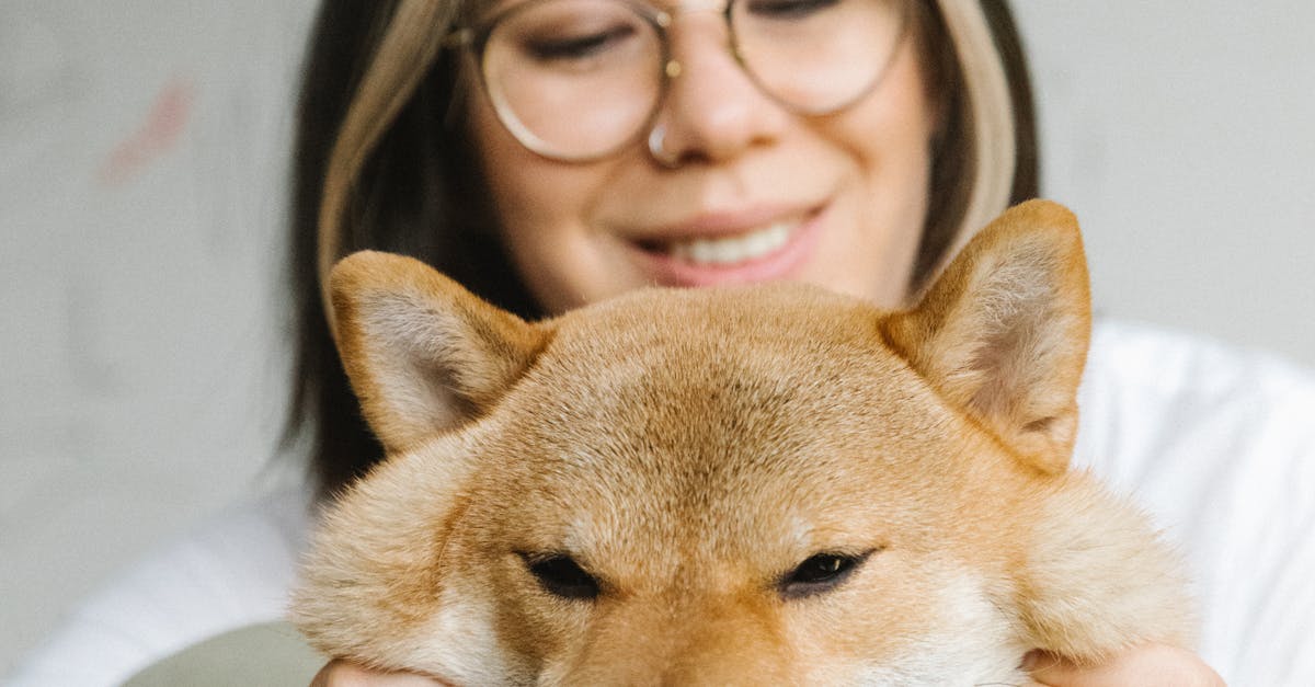 Smiling young lady stroking cute Akita Inu dog