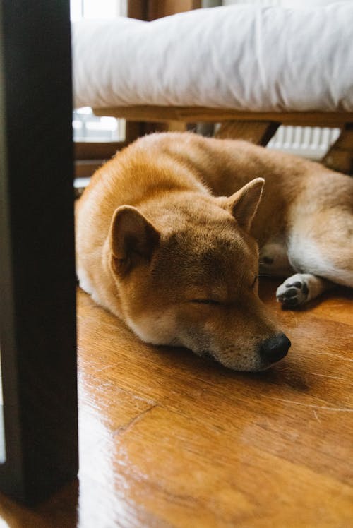 Free High angle of peaceful loyal Akita Inu dog lying on parquet floor with closed eyes near comfortable bed at home Stock Photo