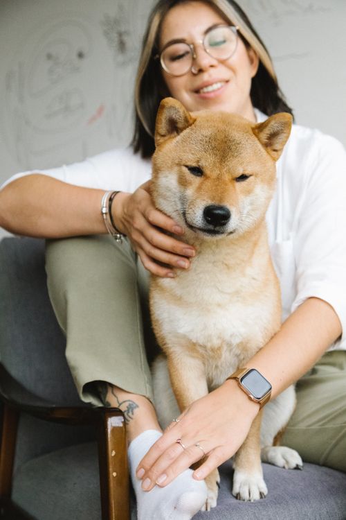 Free Crop happy young female owner in casual clothes and eyeglasses smiling while caressing adorable fluffy Akita Inu dog sitting together in armchair Stock Photo