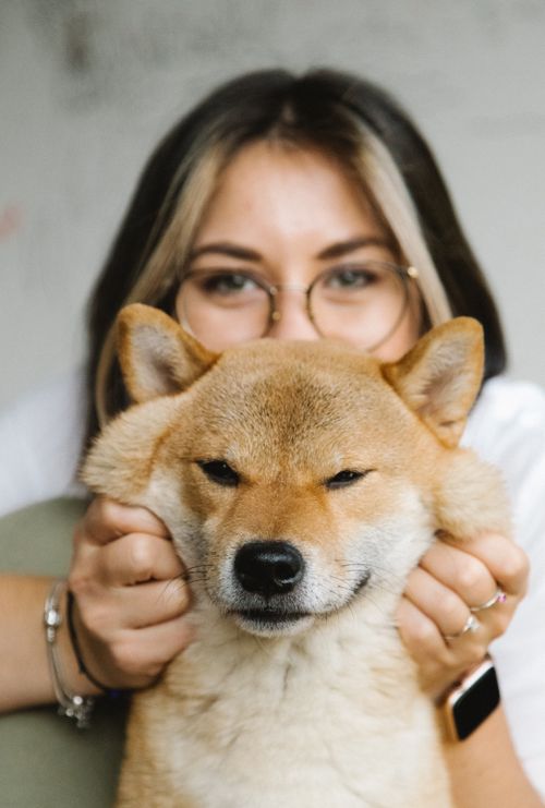 Free Glad young female in eyeglasses standing behind and touching adorable fluffy Shiba Inu dog fur while looking at camera together Stock Photo