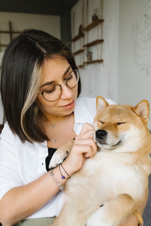 Free Young positive brunette in white shirt hugging and stroking cute purebred Shiba Inu dog in light living room Stock Photo