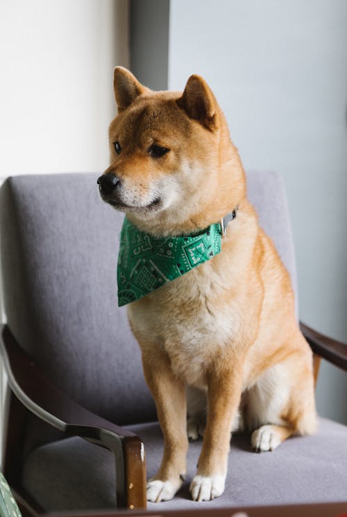 Loyal cute Shiba Inu dog sitting on cozy armchair