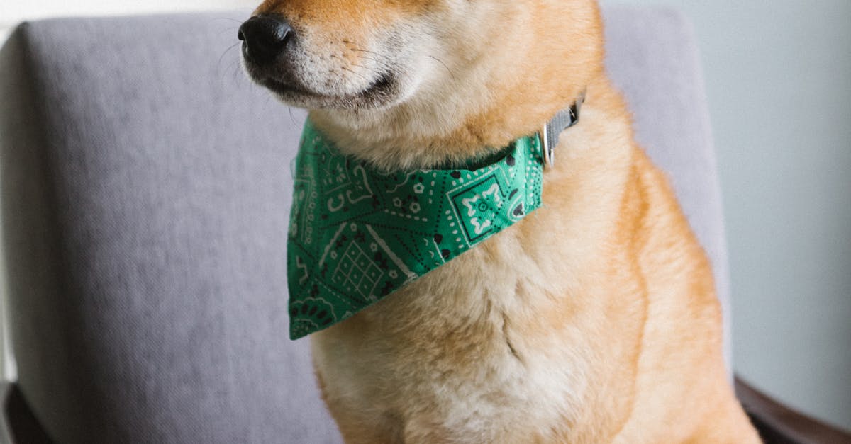 Cute ways to style box braids with a scarf