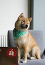 Adorable purebred Shiba Inu dog resting on armchair with laptop