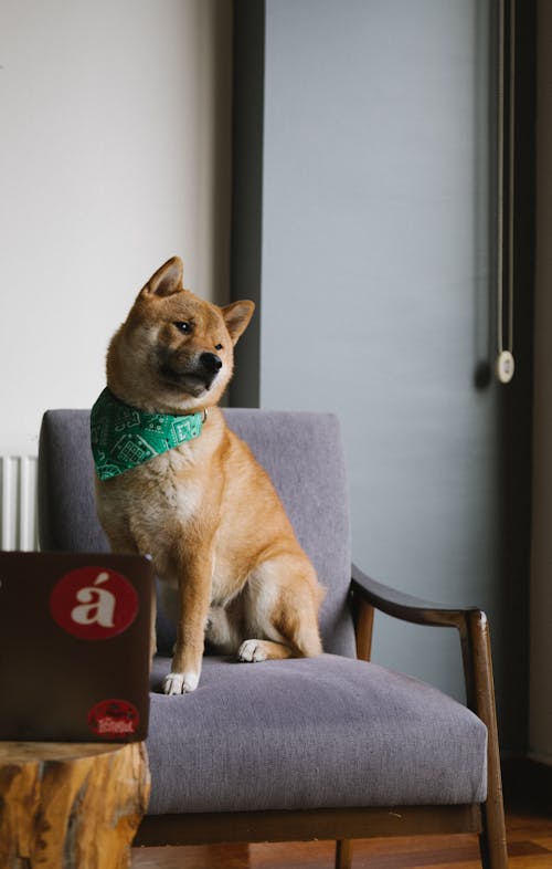 Cute smart Shiba Inu dog wearing stylish scarf on neck sitting on cozy armchair and watching video on netbook while looking away with interest