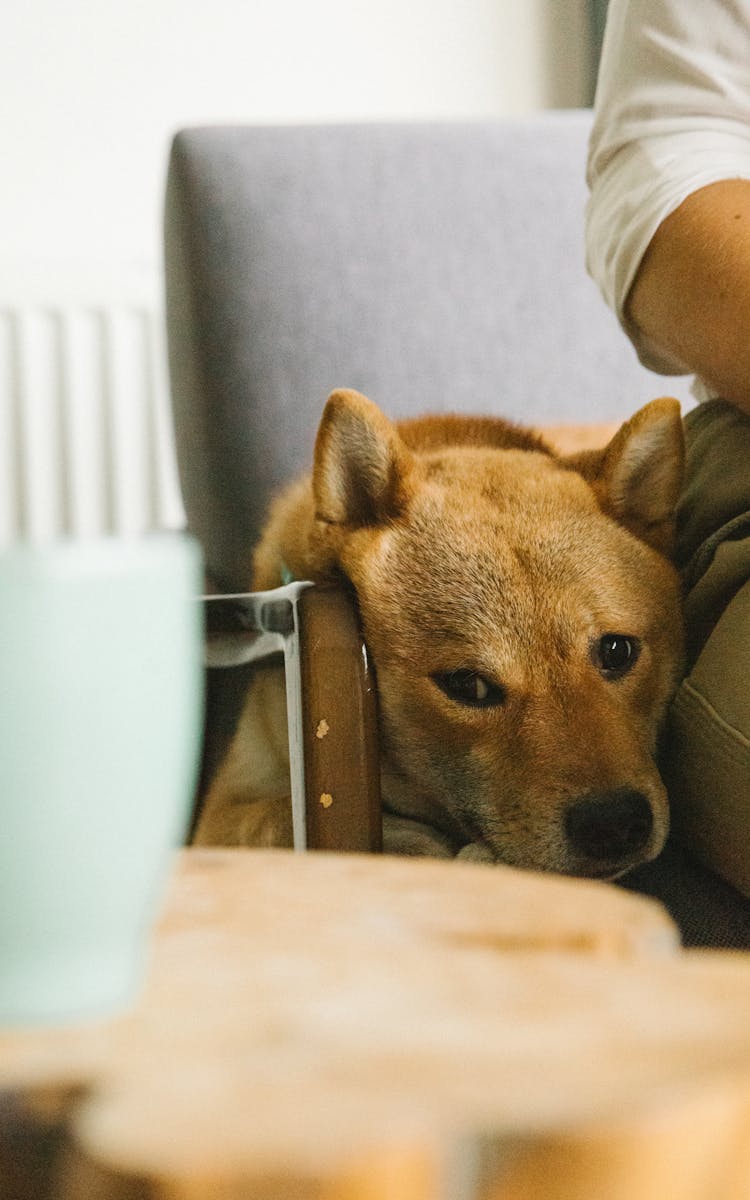 Funny Shiba Inu Dog Resting On Armchair Near Crop Owner