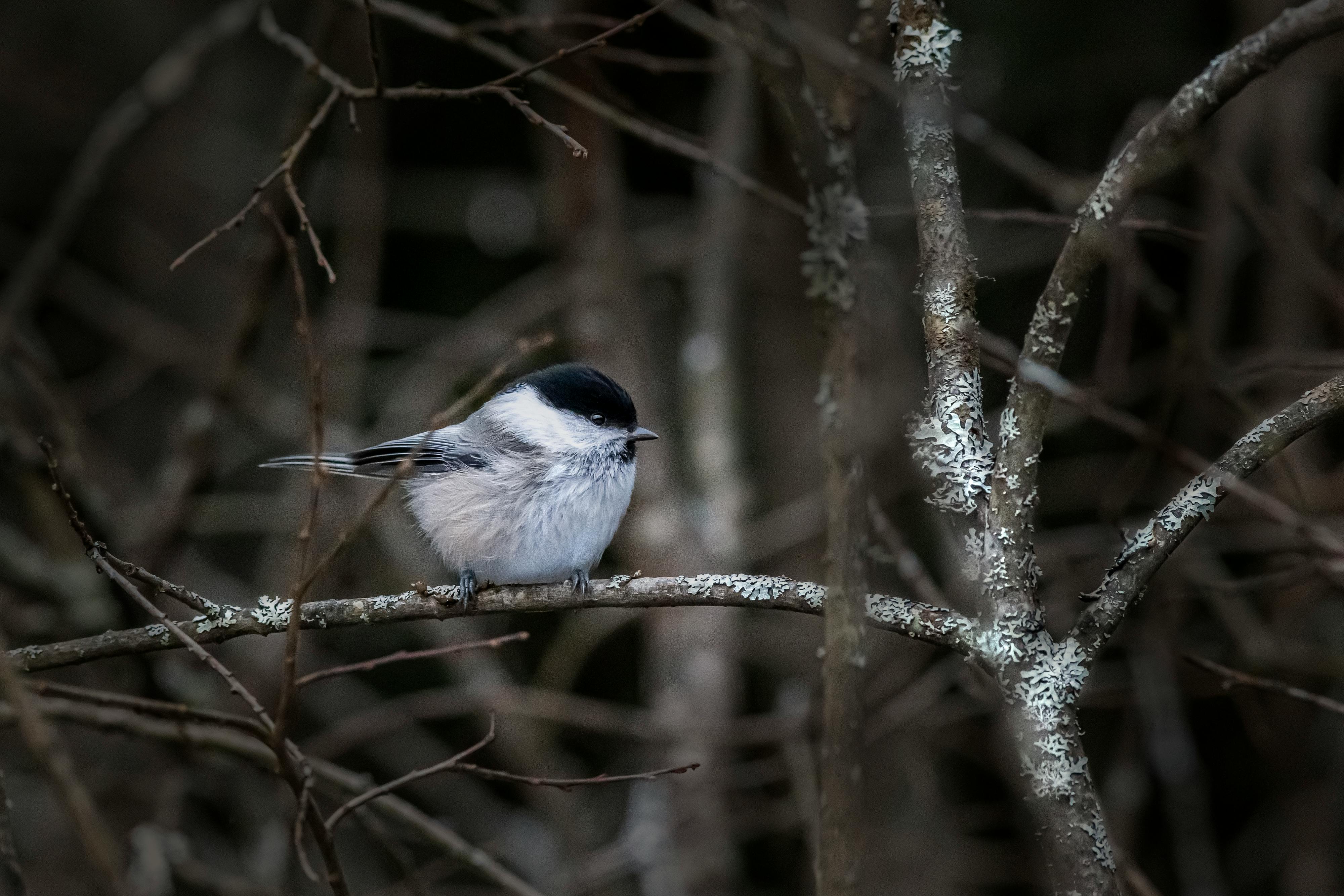 Small Tit Bird in Autumn · Free Stock Photo