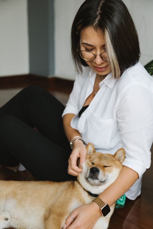 Free Crop content female in white shirt caressing adorable fluffy Shiba Inu dog resting together on floor Stock Photo