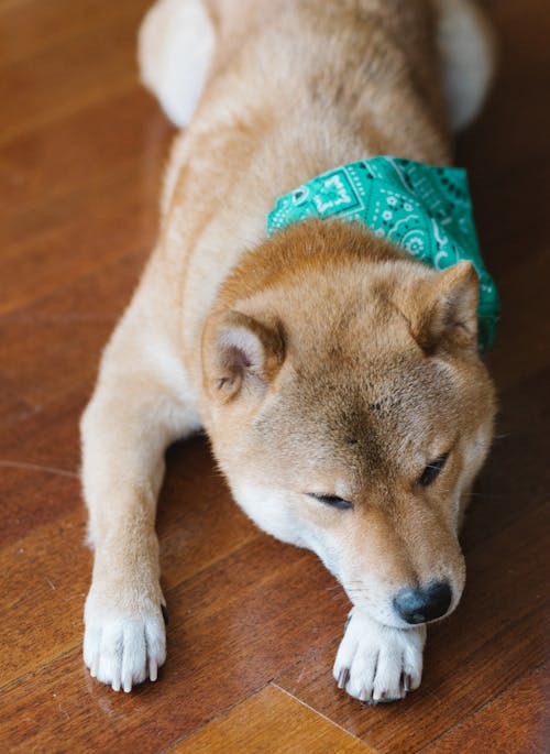 Free Adorable fluffy Shiba Inu dog with green scarf on neck lying peacefully on floor in light room Stock Photo