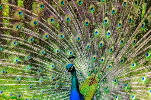 Blue Green and Brown Peacock