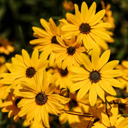 Yellow Daisies Tilt Shift Lens Photography