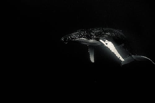 Black and white of large sized whale with elongated pectoral fins swimming in dark sea