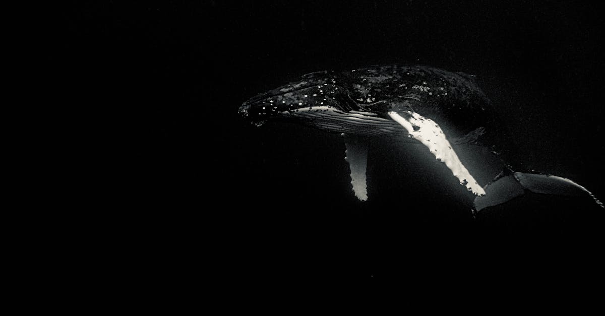 Humpback whale tail drawing