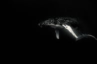 Humpback whale swimming in ocean on black background