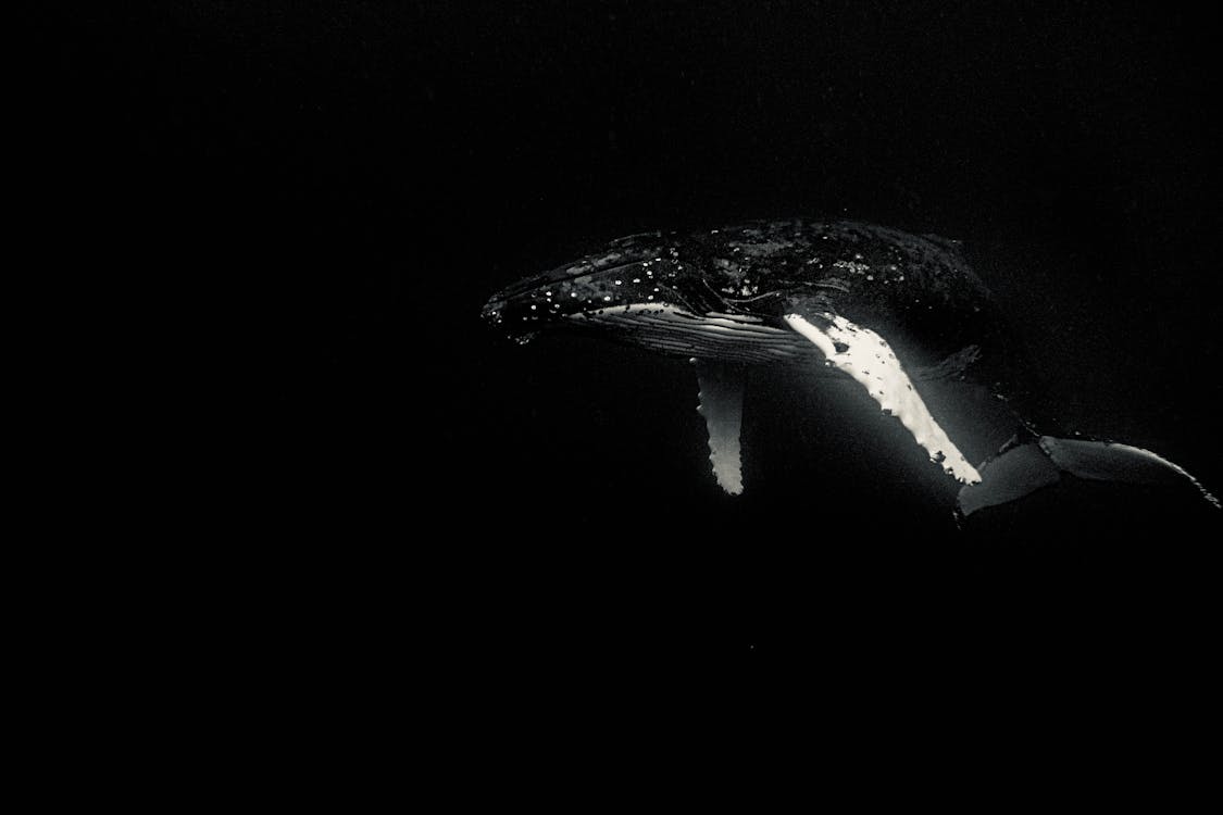 Black and white of large sized whale with elongated pectoral fins swimming in dark sea