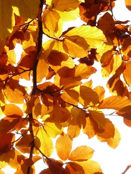 在晴朗的日子里，阳光透过明亮的黄色和橙色秋叶