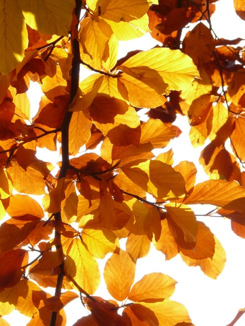 Bright yellow and orange autumn leaves backlit by sunlight on a clear day.