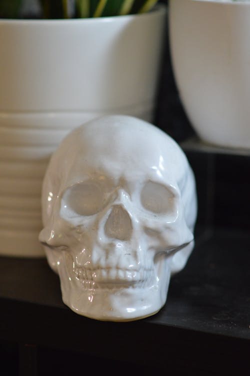 Free stock photo of ceramic, ceramic skull, skull Stock Photo