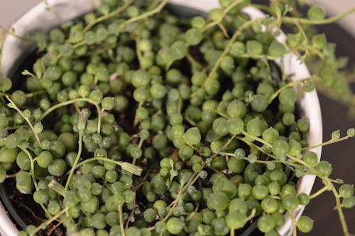 Free stock photo of houseplant, string of pearls, succulent Stock Photo